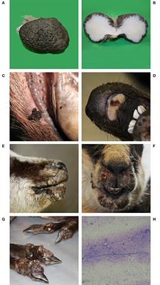 Epitheliotropic Infections in Wildlife Ruminants From the Central Alps and Stelvio National Park